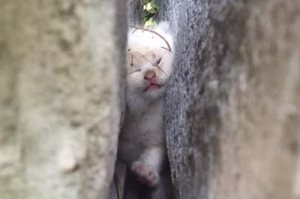 小貓咪卡巨石之間整整兩天，救助人員輪流撫摸安慰小貓