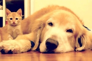 誤會大了！小貓看到「毛色」一樣的黃金獵犬，以為是失散的哥哥...開心黏著汪汪不離開了！