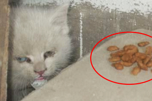 超可憐！小貓躲在牆裡「不吃東西」，後來才知道讓人淚奔的原因...