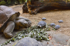 80歲的奶奶級象龜當媽媽了！瀕臨絕種的加拉巴哥象龜家族喜添新生寶寶！