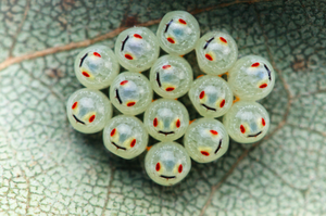 野外一片「微笑小球」，晶瑩剔透掛著微笑超可愛！這到底是什麼生物呢？