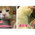 毛孩也懂「圖文不符」！？這些貓狗網紅的爆笑自拍照片，全部都可以拿去臉書發文了！！