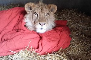 沒有被被就睡不著！獅子呆萌咬著被被，捲成一條「獅子捲」竟是因為極度缺乏安全感