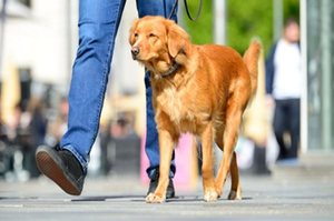 研究發現遛狗不止延年益壽，還可以提高社區安全降低犯罪機率