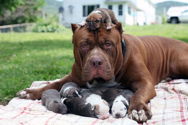 全世界最大 的比特犬 浩克 生了八隻小狗 一隻要價173萬