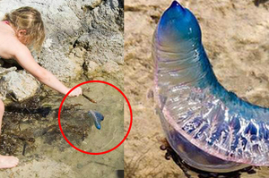 小女孩在海邊發現「彩色塑料袋」，要撈起時被爸爸一把拉回！知道牠是什麼後嚇到腿軟！！（影片）