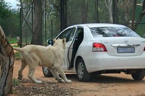 野生動物園內獅子徘徊在一台車旁，下一秒突然開車門！網：「學會開罐頭了」