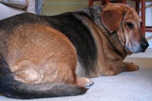 你家狗狗「到底是胖還是壯？」一張圖告訴你！
