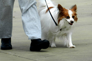 帶狗散步不是那麼簡單而已！你知道散步應該要多久才不會害到你的狗嗎？