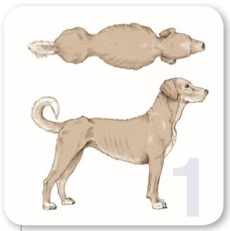 你家狗狗 到底是胖還是壯 一張圖告訴你 Ipetgr 你家狗狗 到底是胖還是壯 一張圖告訴你 Ipetgr