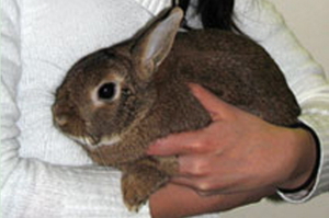 家裡有養兔兔的照過來！告訴你如何好好地照顧你的寶貝兔