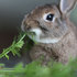 吃大餐囉！該餵什麼食物給兔兔呢？