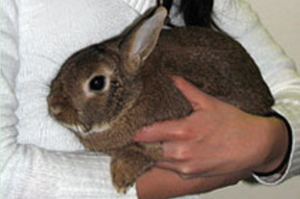 兔兔都亂大便讓人好厭世！！！如何訓練兔子定點大小便呢？