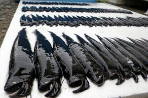 日本海岸發現「105隻」怪奇生物，通體黝黑尖牙銳利神似「異形」