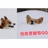 「人家就是腿短嘛！！」這些「雪地基」在雪地用洪荒之力走路的樣子......真的萌爆啦！（影片）