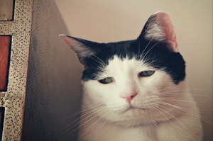 根本就是「藍瘦香菇貓」啊！這隻貓表情超憂鬱：「你為什麼要說這種話...？」