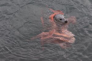 海面上出現身體被章魚纏繞的海豹，遊客想救助卻發現事情「神展開」