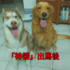 回到家後黃金獵犬和哈士奇玩的失控，主人無奈掏出「神器」後，兩隻狗狗突然變成乖寶寶了！
