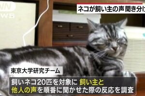 誰說貓咪無情！東京大學研究證明，貓咪根本是「愛在心裡口難開」！