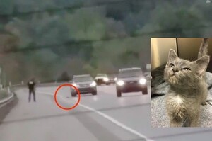 小貓在「高速公路」被人從「車窗丟出」，這家人奮不顧身衝入車陣......真的讓人肅然起敬！！