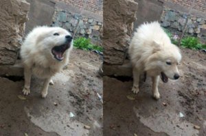 鄰居懷孕後把本來是寶的愛犬丟後山果園養，狗狗看著鄰居背影哀嚎到無力的模樣讓人心碎