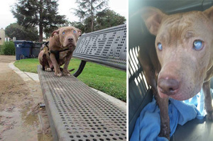 怎麼忍心！這隻剛生完寶寶的鬥牛犬不只瞎了還被遺棄在公園！