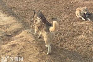 中國某動物園狼園內發現左腿受傷「哈士奇」一起生活。園方：「此犬在族群中擁有一定地位」