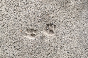 凡走過必留下痕跡！各種小動物在水泥地上留下足印的照片...果然還是喵皇最狂了！