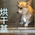 原來柯基早已融入我們的生活！網友創意發揮了柯基的八種功能，碎紙基也太爆笑啦XDDD