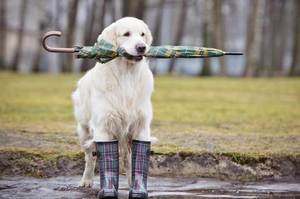 下雨天好煩要怎麼帶狗狗出門散步？5招教你輕鬆帶狗狗散步 開心又安心！