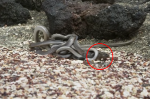 震驚無數網友！鬣蜥幼體在數十隻蛇的包圍下殺出一條生路，被譽為「電視史上最偉大的時刻」！