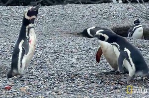 企鵝回到家後發現妻子外遇，對小三發起挑戰渴望妻子回心轉意，但是妻子的選擇震怒無數網友