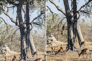 天降橫禍！實拍獵豹從「12公尺」樹上直接跳下，壓制樹下毫不知覺的羚羊