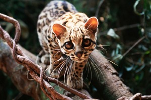 超級萌！長著水汪汪大眼睛的「長尾虎貓」，小似貓卻像如豹，根本就是兩種生物的完美結合啊！