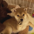 「看到我的肉掌沒？」小小柴犬開心與主人「擊掌」，摸到腳掌就是永遠的承諾囉～