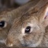 要小心！飼養兔兔的「10大注意事項」，讓你的兔兔活得長長久久
