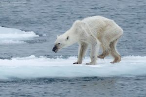 北極熊的未來可能會是如何？一張照片就勝過千言萬語。