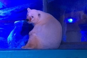 在購物中心開始發瘋的「全世界最悲傷的北極熊」終於被送走了——但這只是暫時的...