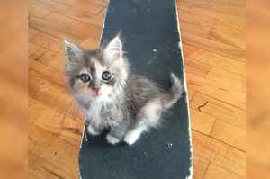 流浪小貓走近玩滑板男子渴求食物和關愛，然後就成為了滑板和男子的主人 (*´∀`)~♥