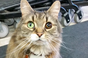 流浪貓有著特殊異色雙眼，被收養後成為「店長」努力工作報恩