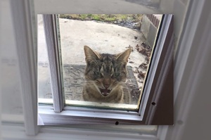 「快點收編本喵!!!!」一早起床看見有貓來求收編，但這臉也太囂張了吧！