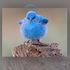 超夢幻！！山地藍知更鳥的模樣，真的讓人超驚豔！網友表示：「美到第一眼看到以為是修圖！！」