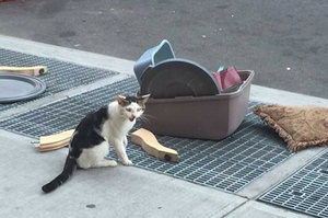 小貓被丟棄路邊「大哭」，主人竟然把牠「所有家當」都丟在街上，這畫面讓人心碎！