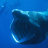澳漁民意外捕獲罕見「姥鯊」，世界第二大的魚種！影片中牠捕食的樣子，實在太神奇了！