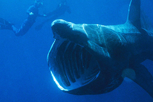 澳漁民意外捕獲罕見「姥鯊」，世界第二大的魚種！影片中牠捕食的樣子，實在太神奇了！