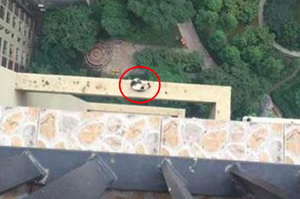 貓咪從27樓陽台掉下去，主人衝到陽台往下看嚇得全身是汗