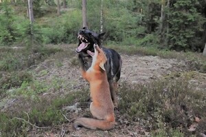 最佳玩伴！天然呆的狗狗遇上狐狸後，就被狐狸帶歪了～