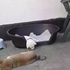嚇死啦！主人打開監視器看看獨自在家的狗狗，牠們卻「昏倒」在地上...白柴的演技我給滿分！