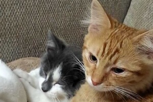 「從今天開始你就是我弟囉！」橘貓身後跟了一隻灰色的貓，玩著玩著太開心就把人家帶回家了！