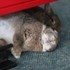 原來兔兔也愛交朋友！？這幾招教你如何讓兔兔們一起好好相處！！
